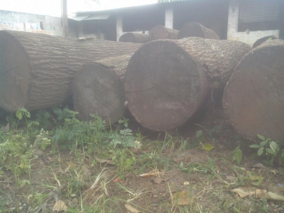 SHREE SHANKAR SAW MILL
