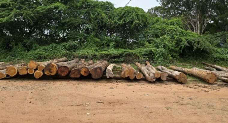 RAJENDRA TIMBER TRADERS