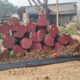 SRI SIDDALINGESHWARA SAW MILL