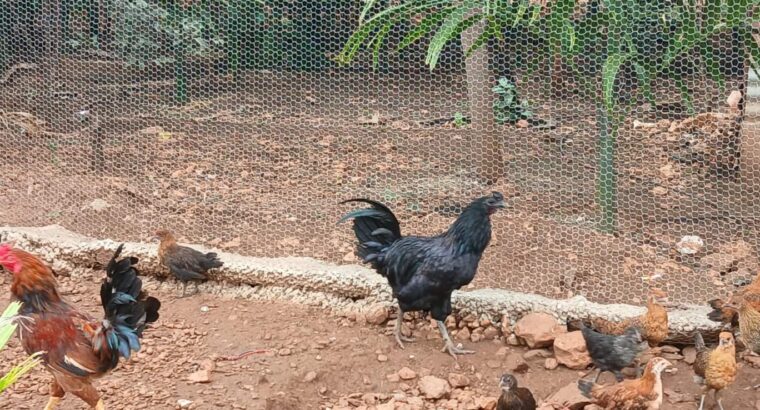 S.N.S. FARMS BY SAIF BRO’S CO. LTD CHIKMAGALUR