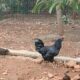 S.N.S. FARMS BY SAIF BRO’S CO. LTD CHIKMAGALUR