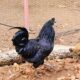 S.N.S. FARMS BY SAIF BRO’S CO. LTD CHIKMAGALUR