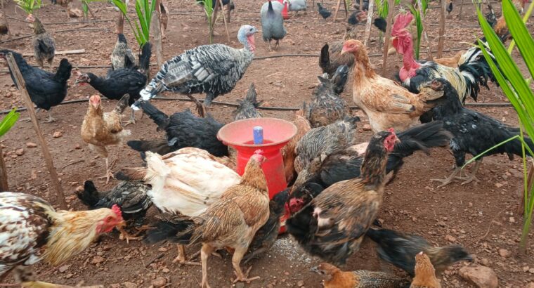 S.N.S. FARMS BY SAIF BRO’S CO. LTD CHIKMAGALUR