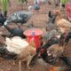 S.N.S. FARMS BY SAIF BRO’S CO. LTD CHIKMAGALUR