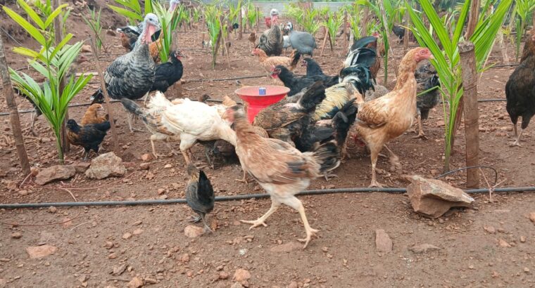 S.N.S. FARMS BY SAIF BRO’S CO. LTD CHIKMAGALUR