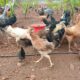 S.N.S. FARMS BY SAIF BRO’S CO. LTD CHIKMAGALUR