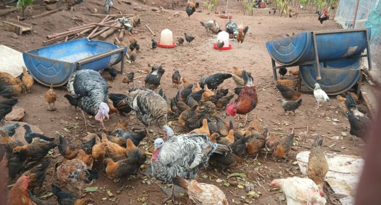 S.N.S. FARMS BY SAIF BRO’S CO. LTD CHIKMAGALUR