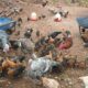 S.N.S. FARMS BY SAIF BRO’S CO. LTD CHIKMAGALUR