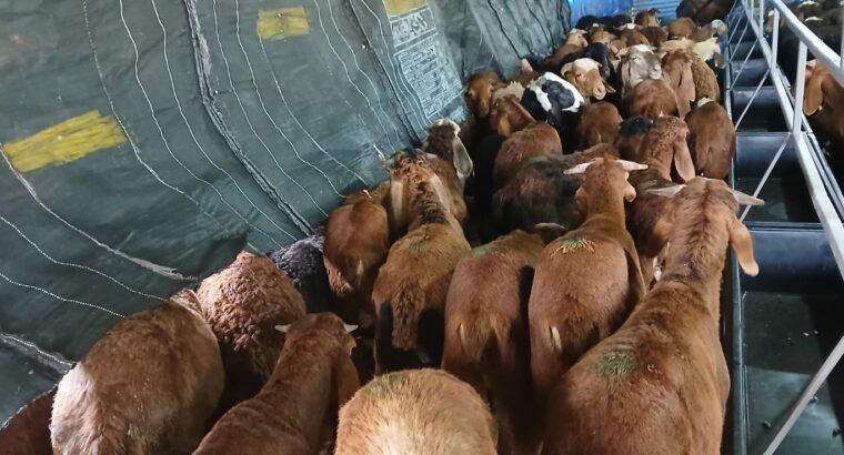 S.N.S. FARMS BY SAIF BRO’S CO. LTD CHIKMAGALUR