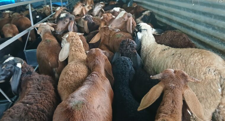 S.N.S. FARMS BY SAIF BRO’S CO. LTD CHIKMAGALUR
