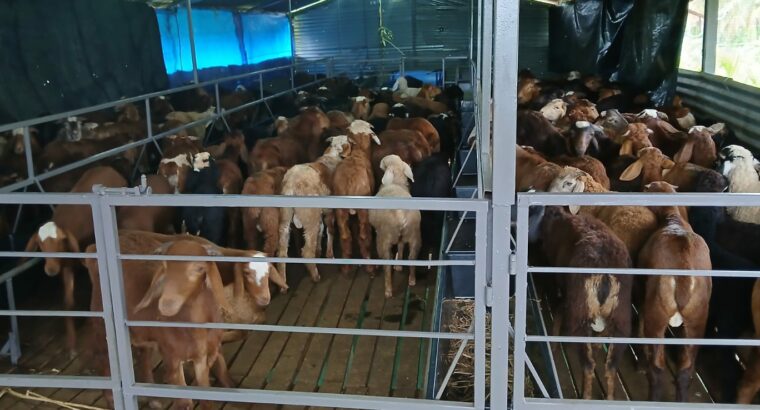 S.N.S. FARMS BY SAIF BRO’S CO. LTD CHIKMAGALUR