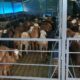 S.N.S. FARMS BY SAIF BRO’S CO. LTD CHIKMAGALUR