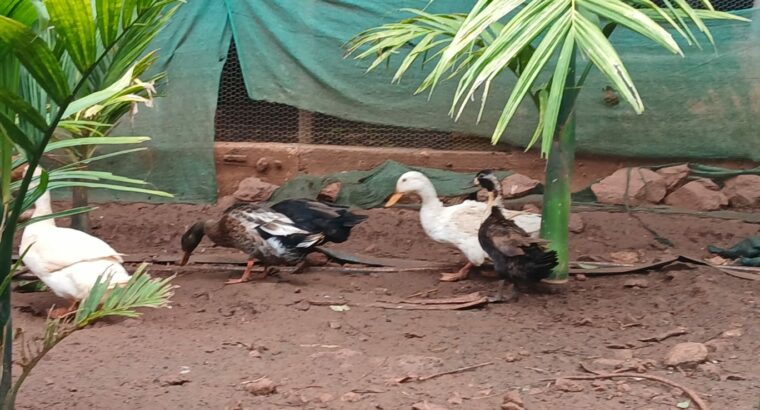 S.N.S. FARMS BY SAIF BRO’S CO. LTD CHIKMAGALUR