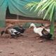 S.N.S. FARMS BY SAIF BRO’S CO. LTD CHIKMAGALUR