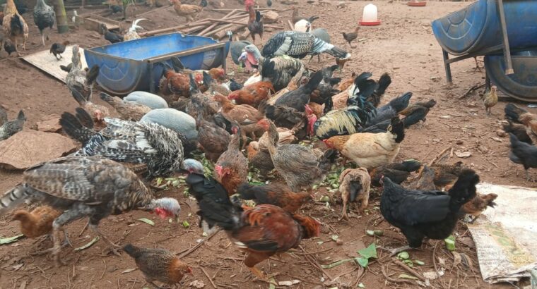 S.N.S. FARMS BY SAIF BRO’S CO. LTD CHIKMAGALUR