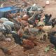 S.N.S. FARMS BY SAIF BRO’S CO. LTD CHIKMAGALUR