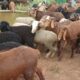 S.N.S. FARMS BY SAIF BRO’S CO. LTD CHIKMAGALUR