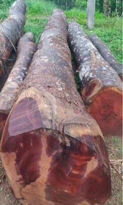 ROYAL WOOD CHIKMAGALUR