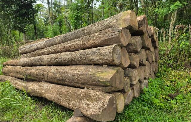 ROYAL WOOD CHIKMAGALUR