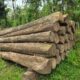 ROYAL WOOD CHIKMAGALUR