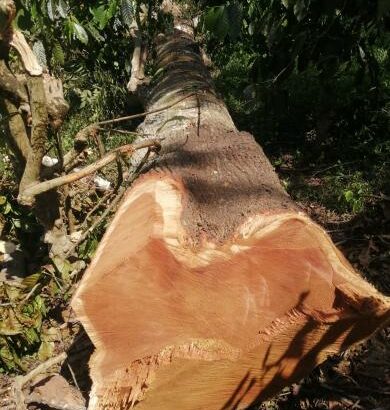 ROYAL WOOD CHIKMAGALUR