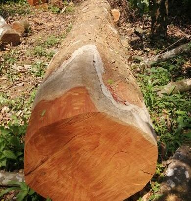 ROYAL WOOD CHIKMAGALUR