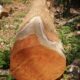 ROYAL WOOD CHIKMAGALUR