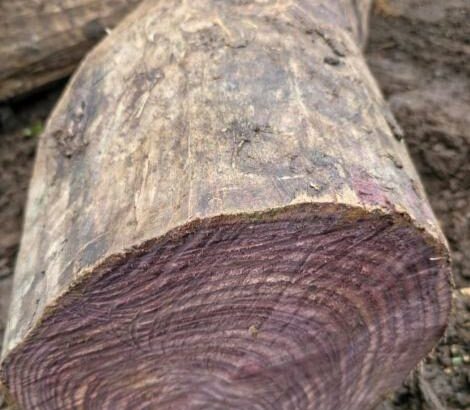 ROYAL WOOD CHIKMAGALUR
