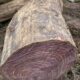ROYAL WOOD CHIKMAGALUR