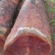 ROYAL WOOD CHIKMAGALUR