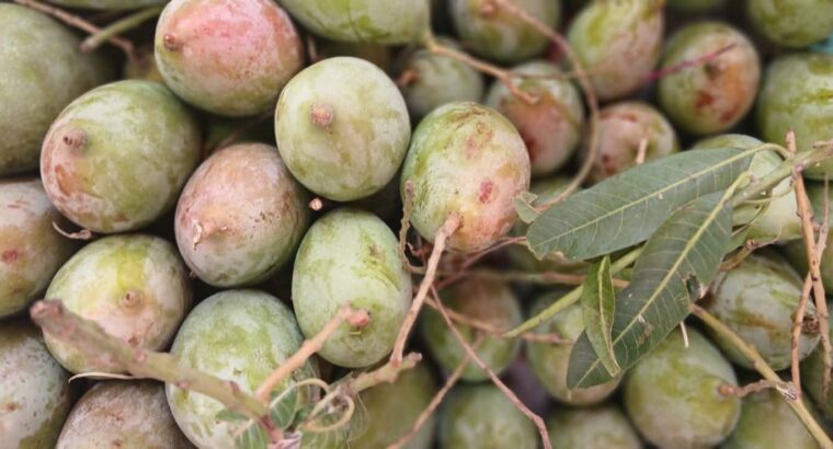 EESHAN FRUITS CHIKMAGALUR