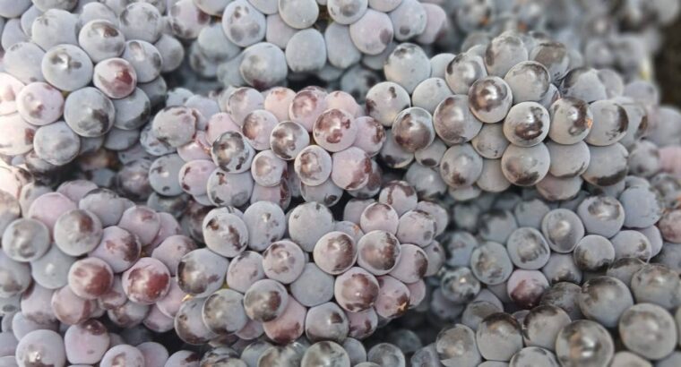 EESHAN FRUITS CHIKMAGALUR