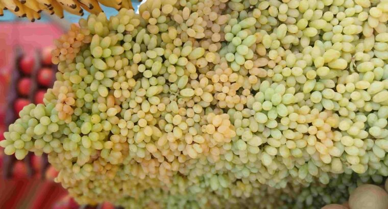 EESHAN FRUITS CHIKMAGALUR