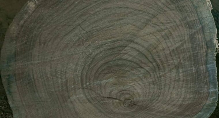 HALAPPA SAW MILL & WOOD INDUSTRIES BHADRAVATI