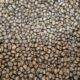 DHANI COFFEE