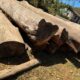 ALNAVAR TIMBERS ALNAVAR