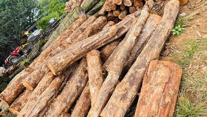ALNAVAR TIMBERS ALNAVAR