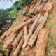ALNAVAR TIMBERS ALNAVAR